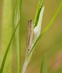 Culladia cuneiferellus