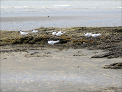 Sterna striata striata