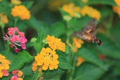 Macroglossum corythus