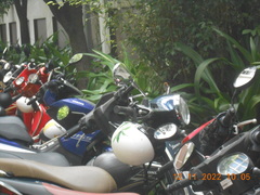 Orthotomus ruficeps cineraceus