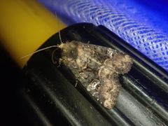 Mesapamea concinnata