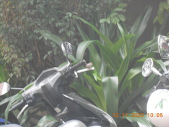 Orthotomus ruficeps cineraceus