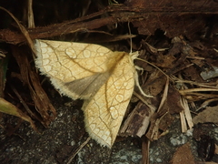 Brachyxanthia zelotypa