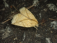 Brachyxanthia zelotypa