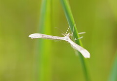 Stenoptilia zophodactylus