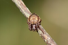 Araneus acuminatus