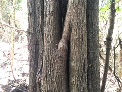 Bridelia leichhardtii