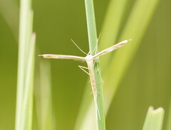 Stenoptilia zophodactylus