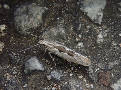 Ypsolopha vittella