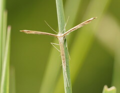 Stenoptilia zophodactylus