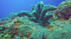 Eques punctatus