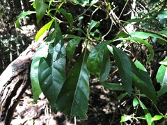 Pavetta australiensis