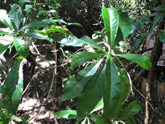 Pavetta australiensis