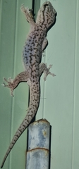Gehyra versicolor