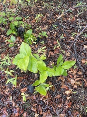 Lithospermum helleri