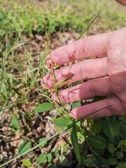Alysicarpus ovalifolius