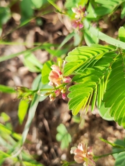 Alysicarpus ovalifolius