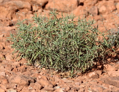 Melampodium leucanthum