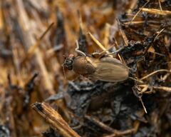 Coproica ferruginata