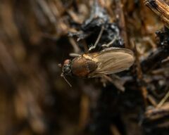 Coproica ferruginata