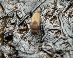 Coproica ferruginata