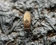 Coproica ferruginata