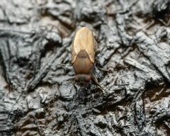 Coproica ferruginata