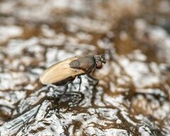 Coproica ferruginata