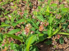 Alysicarpus ovalifolius