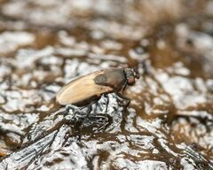 Coproica ferruginata