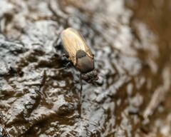 Coproica ferruginata