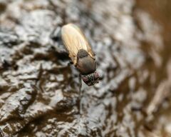 Coproica ferruginata