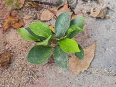 Ficus microcarpa
