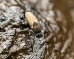 Coproica ferruginata