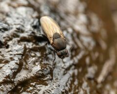 Coproica ferruginata