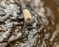 Coproica ferruginata