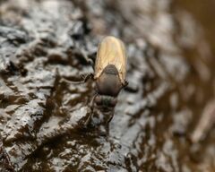 Coproica ferruginata