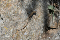Podarcis muralis