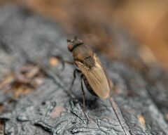 Coproica ferruginata