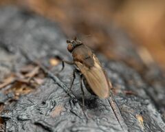 Coproica ferruginata