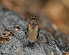 Coproica ferruginata