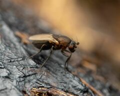 Coproica ferruginata