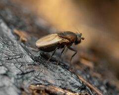 Coproica ferruginata