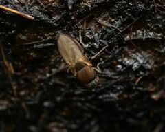 Coproica ferruginata