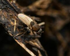 Coproica ferruginata