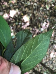 Alangium polyosmoides tomentosum