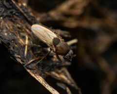 Coproica ferruginata