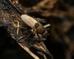 Coproica ferruginata