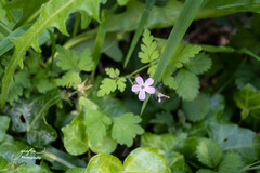 Geranium robertianum