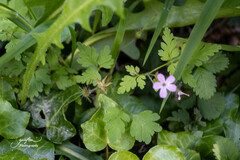 Geranium robertianum